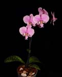 Phal. schilleriana